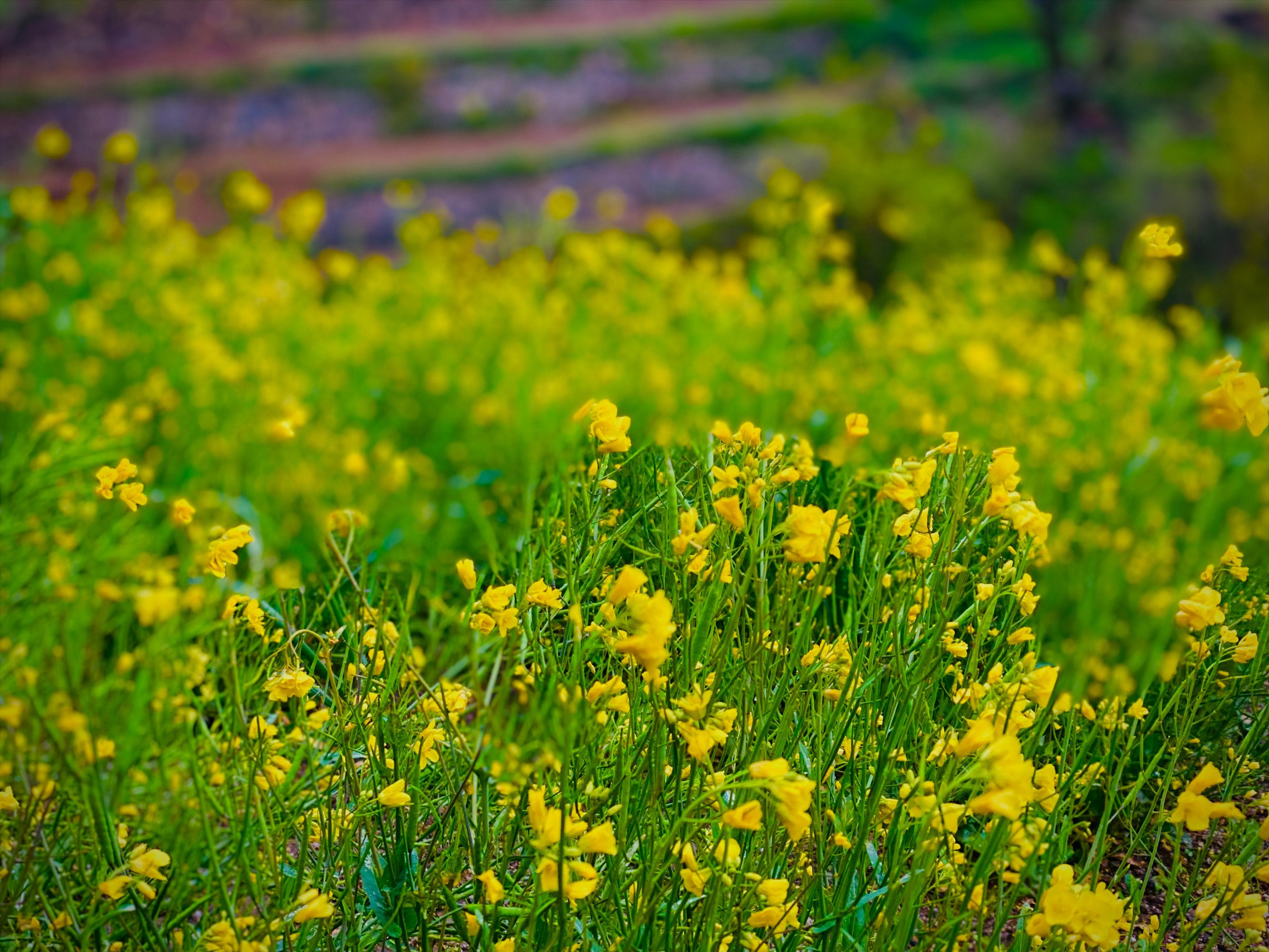 Mustard Field